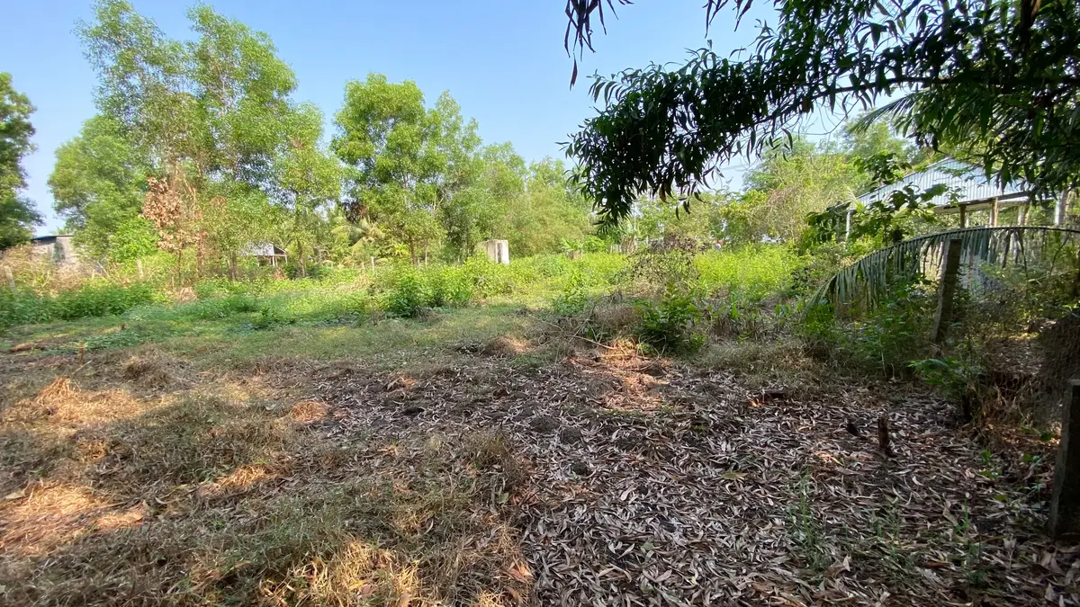 Dry leaf litter covering cleared ground beside a fence, with trees and an open field under a clear sky