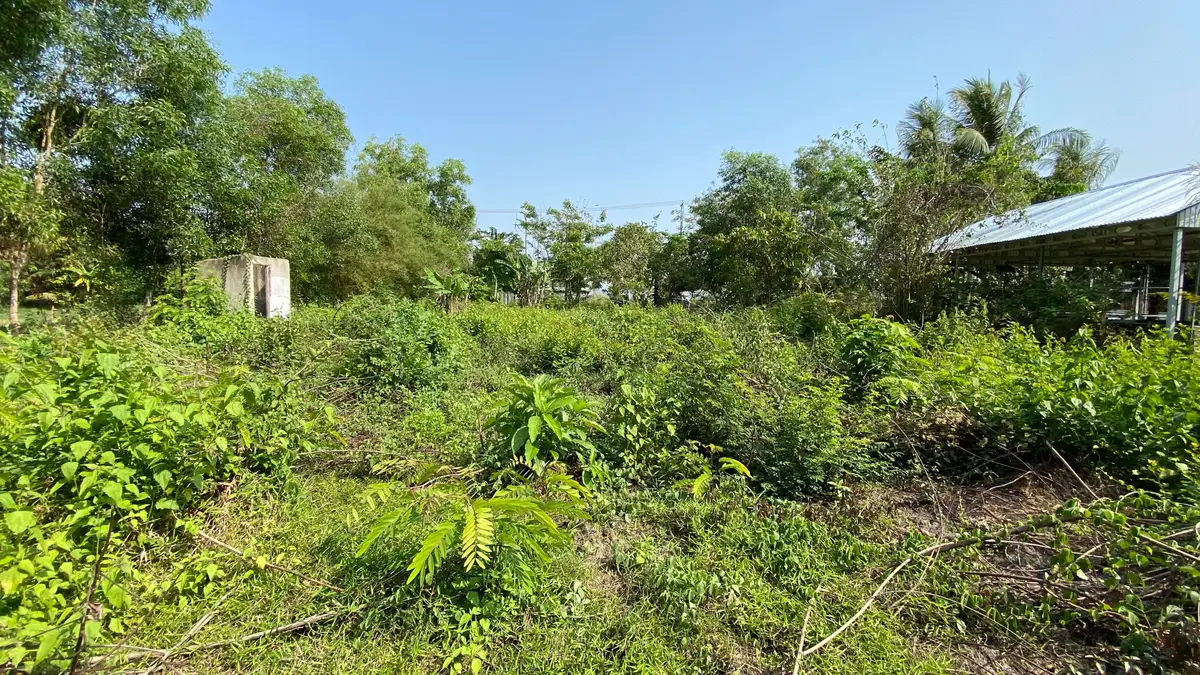 Overgrown rural lot with dense shrubs and weeds, a metal-roofed shed and palm trees in the background