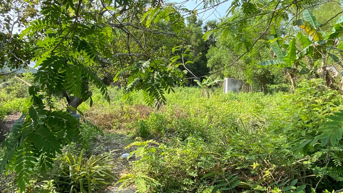 Thick tropical undergrowth with feathery leaves in the foreground and a banana plant behind