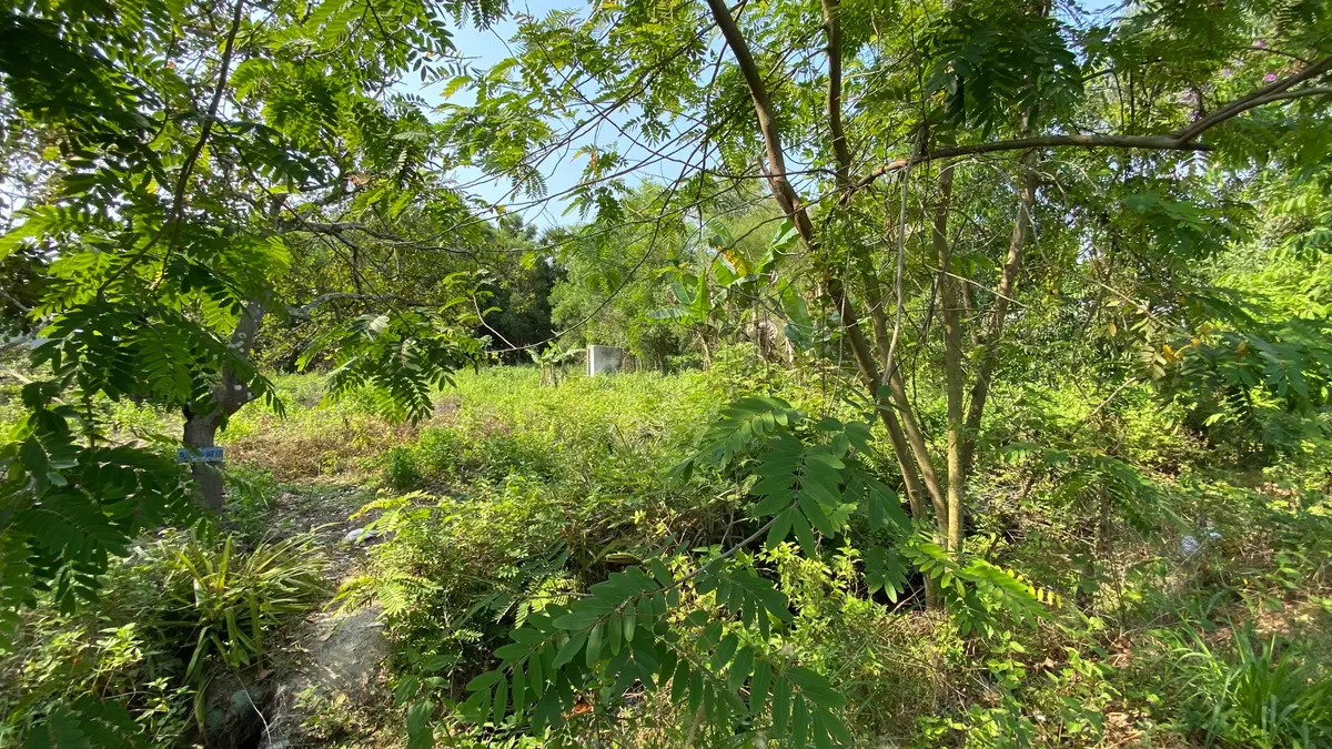 Young trees and tall grass in an unmanaged garden plot under dappled sunlight
