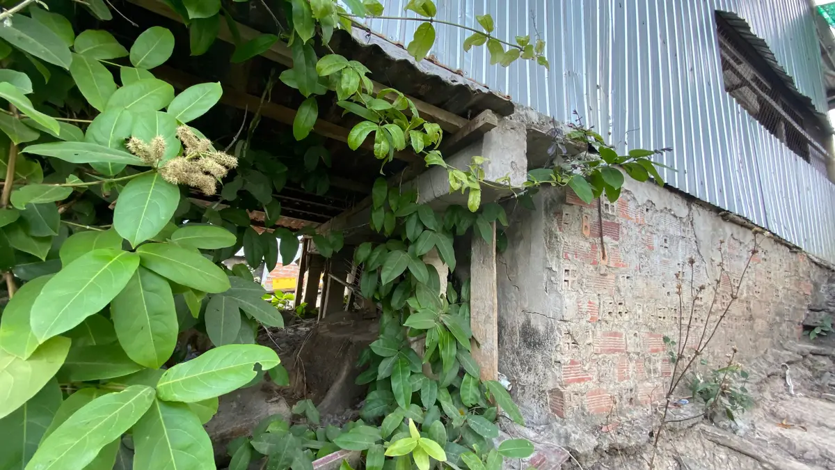 Climbing vine covering the edge of a weathered brick shed with a corrugated metal roof