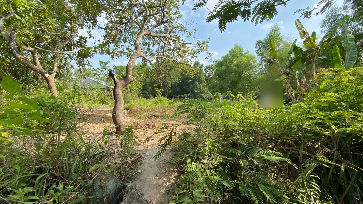 Dirt path through mixed tropical vegetation with trees, banana plants and ferns