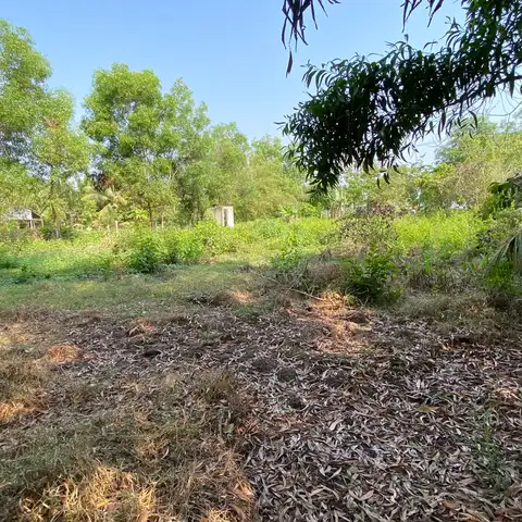 Dry leaf litter covering cleared ground beside a fence, with trees and an open field under a clear sky