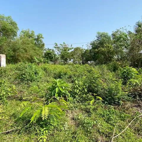 Overgrown rural lot with dense shrubs and weeds, a metal-roofed shed and palm trees in the background