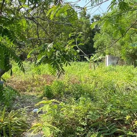 Thick tropical undergrowth with feathery leaves in the foreground and a banana plant behind