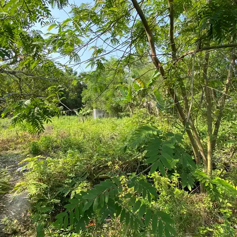 Young trees and tall grass in an unmanaged garden plot under dappled sunlight
