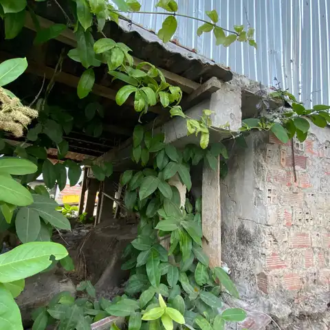 Climbing vine covering the edge of a weathered brick shed with a corrugated metal roof