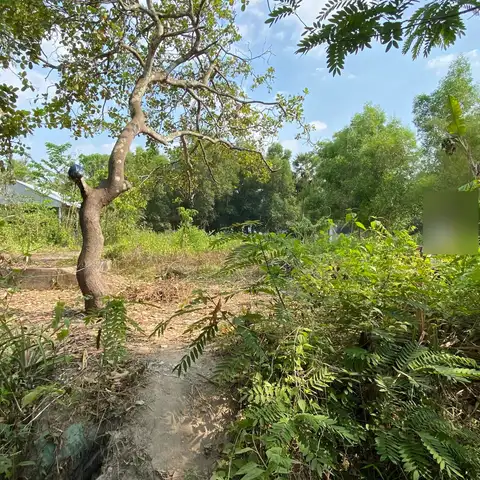 Dirt path through mixed tropical vegetation with trees, banana plants and ferns